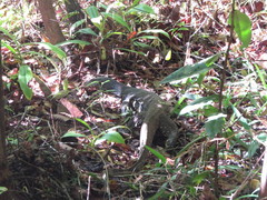 Varanus salvator salvator