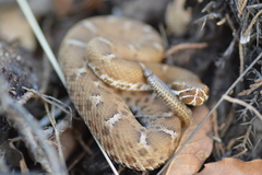 Crotalus willardi willardi