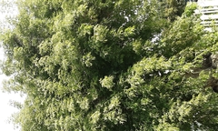 Magnoliopsida