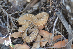 Crotalus willardi willardi