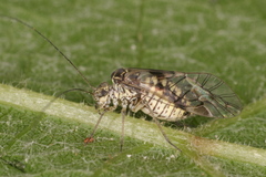 Psococerastis gibbosa