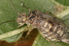 Psococerastis gibbosa