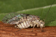 Psococerastis gibbosa