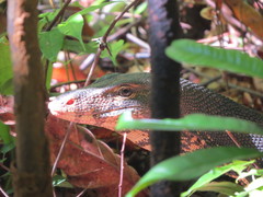 Varanus salvator salvator