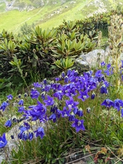 Campanula saxifraga