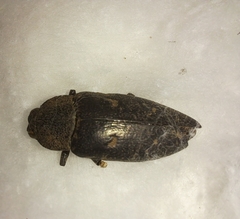 Chalcophorella stigmatica