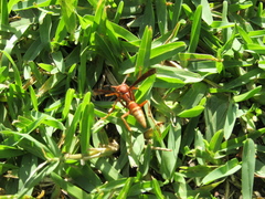 Polistes mexicanus