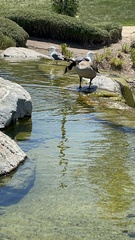 Branta canadensis