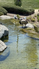 Branta canadensis