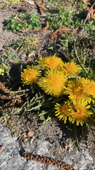 Taraxacum officinale
