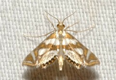 Chrysendeton medicinalis