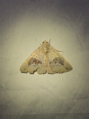 Bastilla joviana