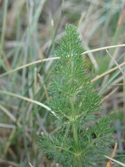 Meum athamanticum