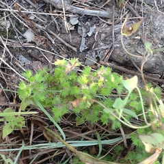 Acalypha radians