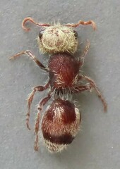 Pseudomethoca contumax