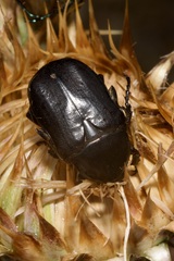 Protaetia angustata