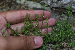Galium microphyllum