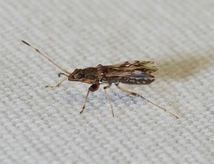 Neopamera albocincta