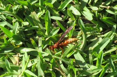 Polistes mexicanus
