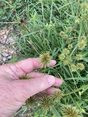Cyperus lancastriensis