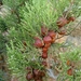 Juniperus turbinata - Photo (c) Rafael Medina, algunos derechos reservados (CC BY), subido por Rafael Medina