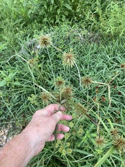 Cyperus lancastriensis