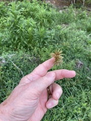 Cyperus lancastriensis
