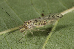 Psococerastis gibbosa