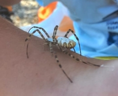 Argiope lobata