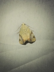 Pseudeustrotia semialba