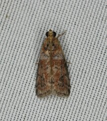 Sciota rubrisparsella