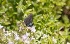Pseudophilotes barbagiae