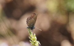 Pseudophilotes barbagiae