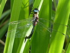 Aeshna tuberculifera
