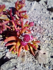 Halophytum ameghinoi