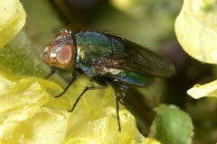 Rhyncomya cyanescens