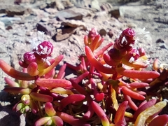 Halophytum ameghinoi