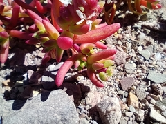Halophytum ameghinoi