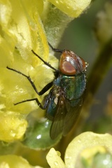 Rhyncomya cyanescens