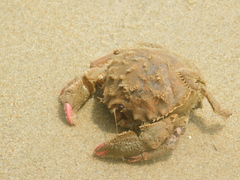 Lauridromia dehaani
