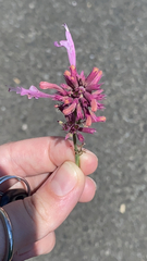 Agastache mexicana