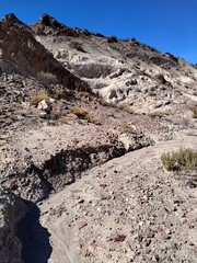 Halophytum ameghinoi