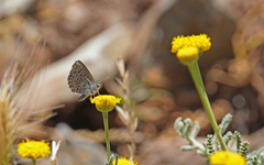 Pseudophilotes barbagiae