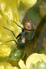 Rhyncomya cyanescens