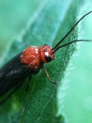 Hemichroa australis
