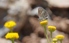 Pseudophilotes barbagiae