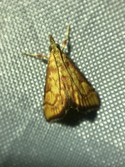 Pyrausta ignealis