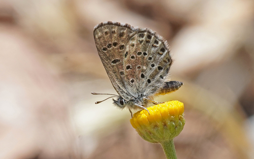 Sardinian Blue