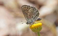 Pseudophilotes barbagiae
