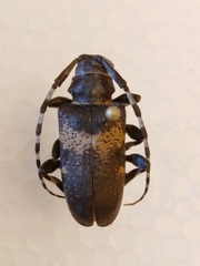 Coenopoeus palmeri
